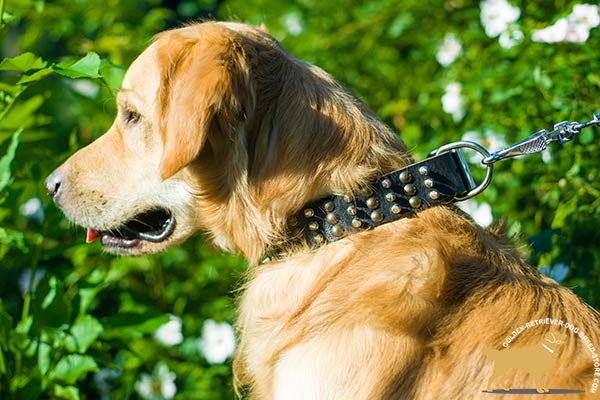 Excellent Quality Leather Golden Retriever Collar with Columns of Decor