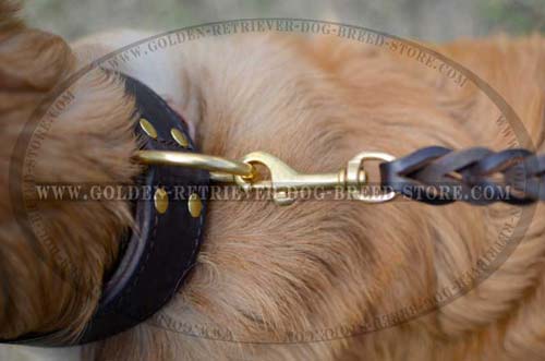 Durable D-Ring on Golden Retriever Collar