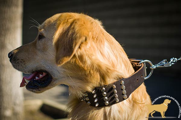 Showy Leather Golden Retriever Collar with Non-corrosive Hardware