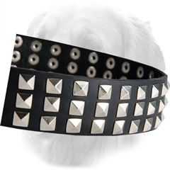 Nickel Plated Studs on Golden Retriever Leather Collar