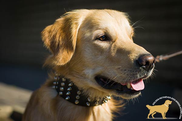 Fashionable Golden Retriever Collar with Riveted Spikes and Cones