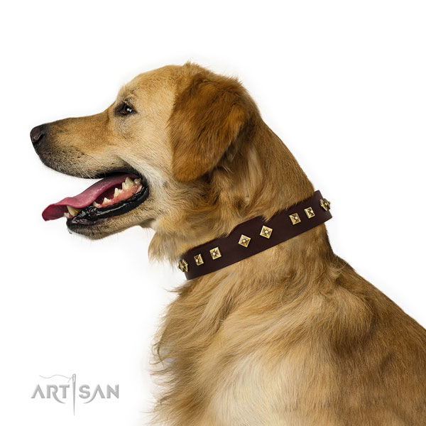 Remarkable embellishments on everyday use full grain natural leather dog collar