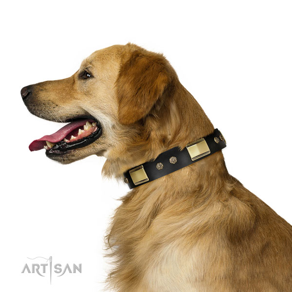 Walking dog collar of genuine leather with exceptional adornments