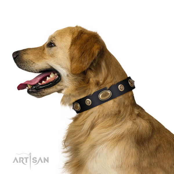 Comfortable wearing dog collar of leather with awesome decorations