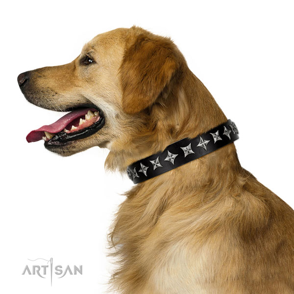 Walking decorated dog collar of top notch leather