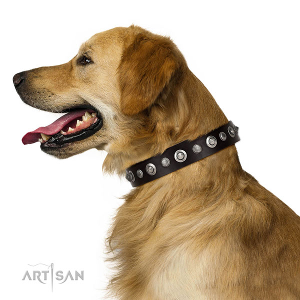 Reliable genuine leather dog collar with awesome embellishments
