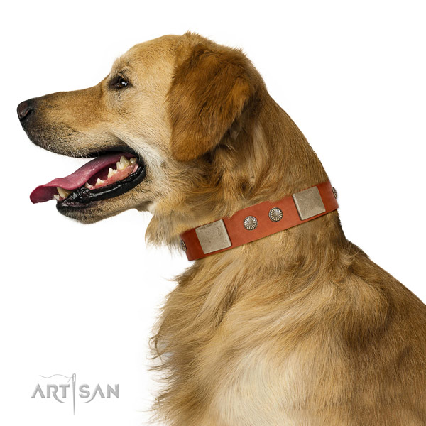 Corrosion proof D-ring on full grain leather dog collar for walking