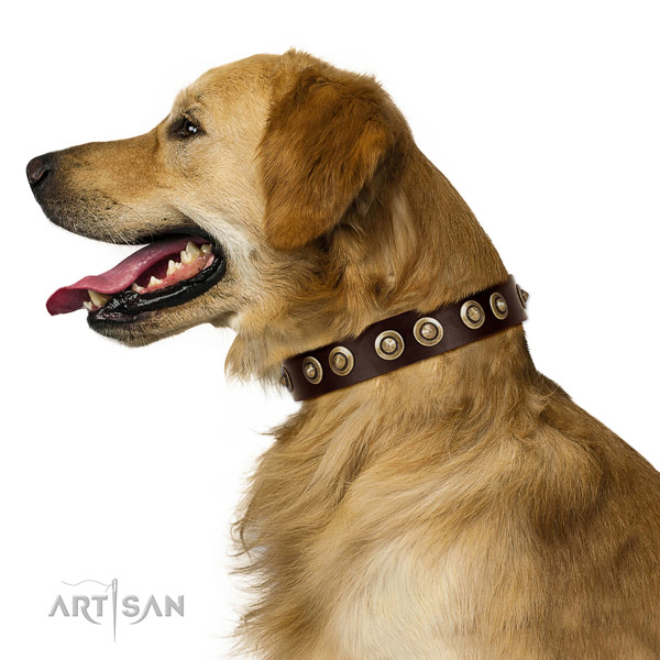 Corrosion resistant buckle on full grain natural leather dog collar for everyday walking