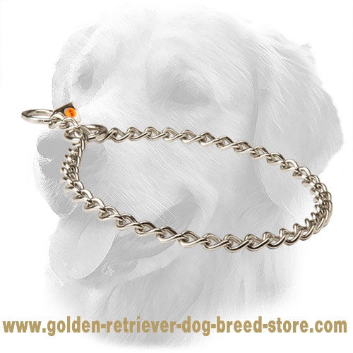 Golden Retriever Choke Collar for Obedience Training