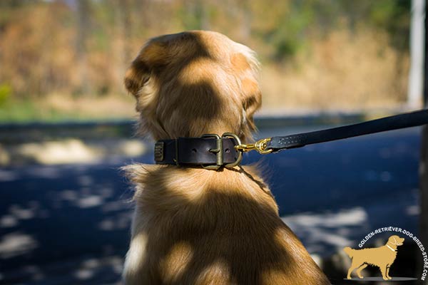 Strong Leather Golden Retriever Collar with Brass Riveted Hardware