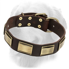 Leather Golden Retriever Collar with Brass Plates