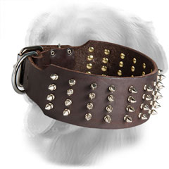 Golden Retriever Collar with Silver-Like Spikes