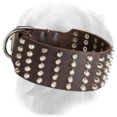 Wide Golden Retriever Collar with Nickel Plated Studs