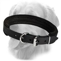 Leather Collar for Training Activiies
