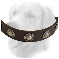 Leather Collar for Walking in Style