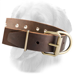 Leather Collar with Rustproof Hardware