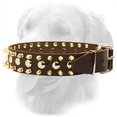 Golden Retriever Leather Collar with Spikes and Studs