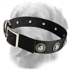 Stylish Collar with Silver Conchos