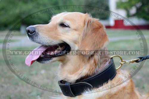Golden Retriever Collar for Basic Training