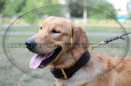 Golden Retriever Collar for Safe Walking