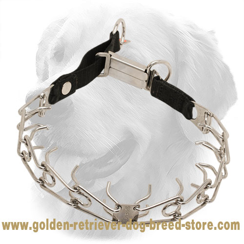 Golden Retriever Pinch Collar with Nylon Loop