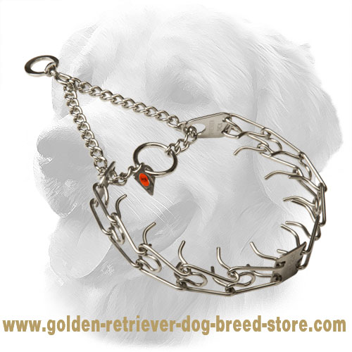 Golden Retriever Pinch Collar for Dog Training