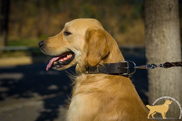 Golden-Retriever brown leather collar snugly fitted with nickel plated hardware for professional use