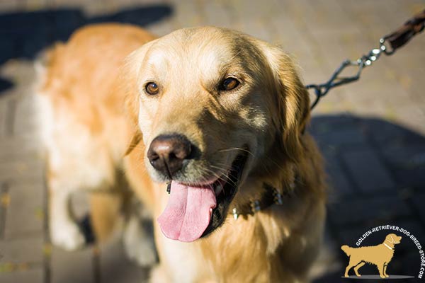 Golden-Retriever brown leather collar snugly fitted decorated with spikes for basic training