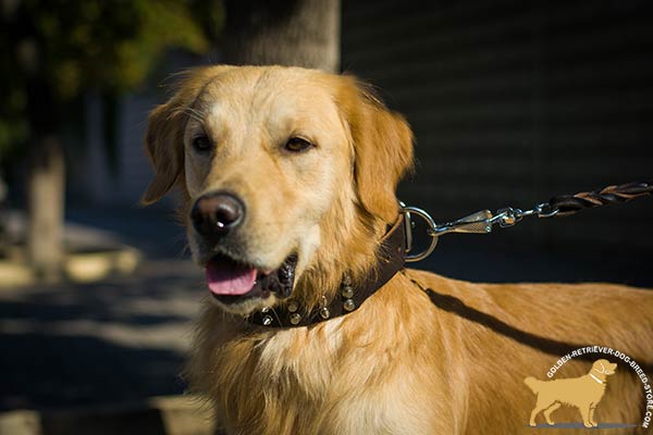 Golden-Retriever leather collar of high quality with d-ring for leash attachment for safe walking