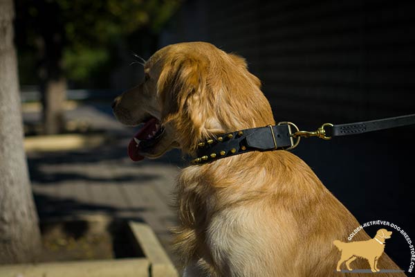 Golden Retriever black leather collar adjustable  with d-ring for leash attachment for daily walks