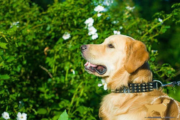 Golden-Retriever black leather collar with reliable hardware for improved control
