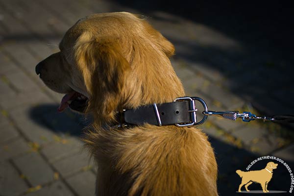 Golden-Retriever leather collar with duly riveted hardware for quality control