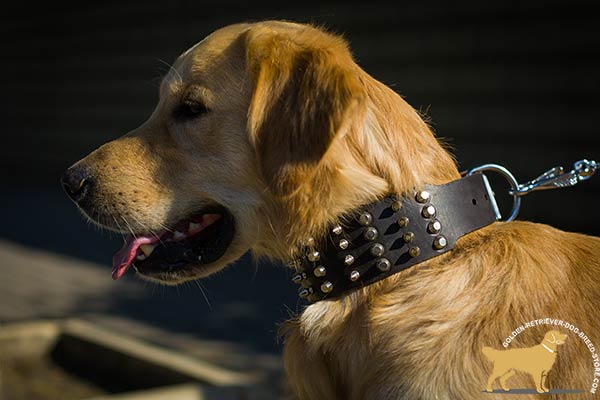 Golden-Retriever brown leather collar with durable nickel plated hardware for perfect control