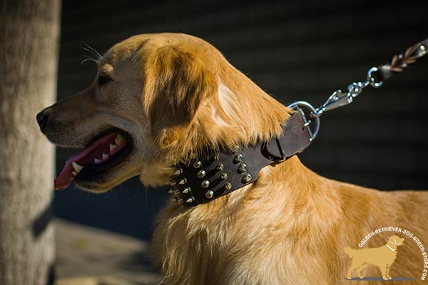 Golden-Retriever brown leather collar easy-to-adjust with traditional buckle for quality control