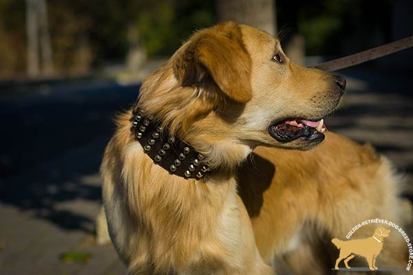 Golden-Retriever leather collar adjustable  with nickel plated hardware for quality control