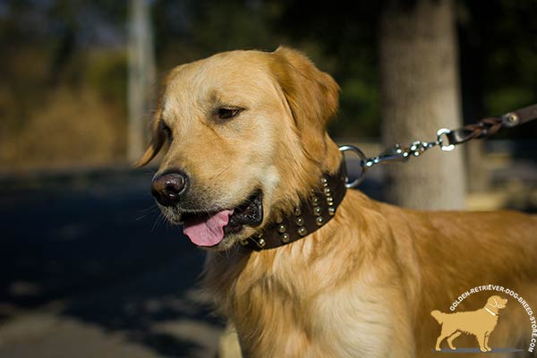 Golden-Retriever leather collar extra wide adorned with studs for stylish walks