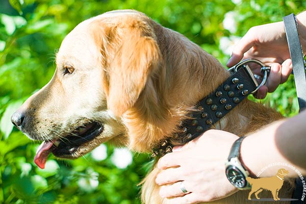 Golden-Retriever leather collar wide with handset half-balls and spikes for walking