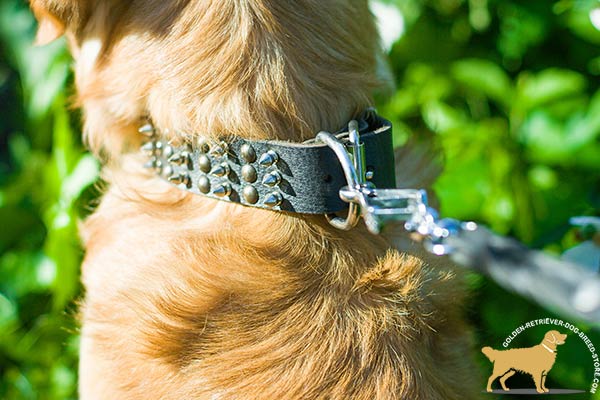 Golden-Retriever leather collar of genuine materials decorated with half-balls and spikes for daily activity