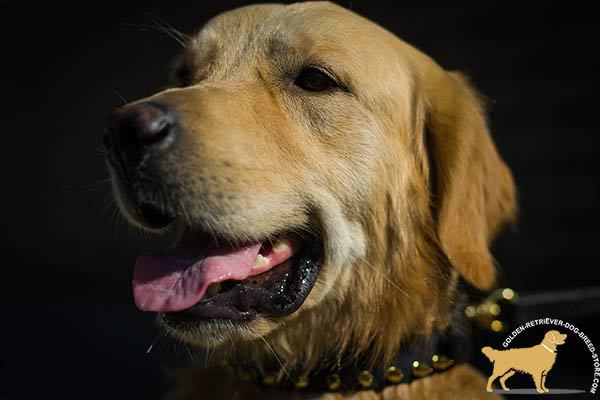 Golden Retriever black leather collar of high quality with spikes for stylish walks