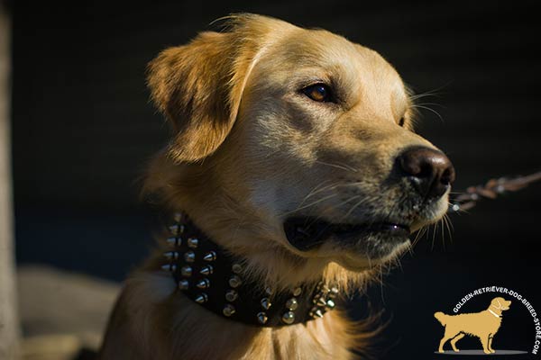 Golden-Retriever leather collar with non-corrosive spikes for daily walks