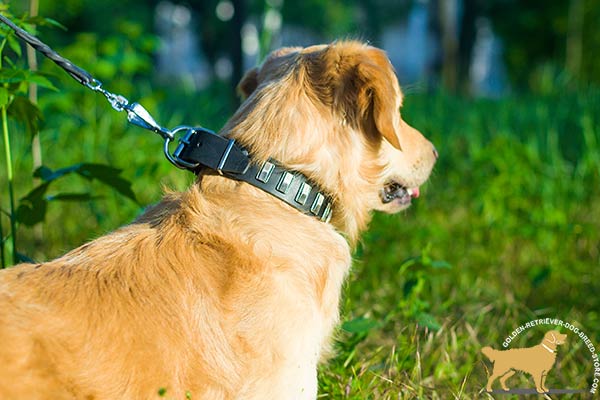 Golden Retriever black leather collar of genuine materials with plates placed in row for daily activity