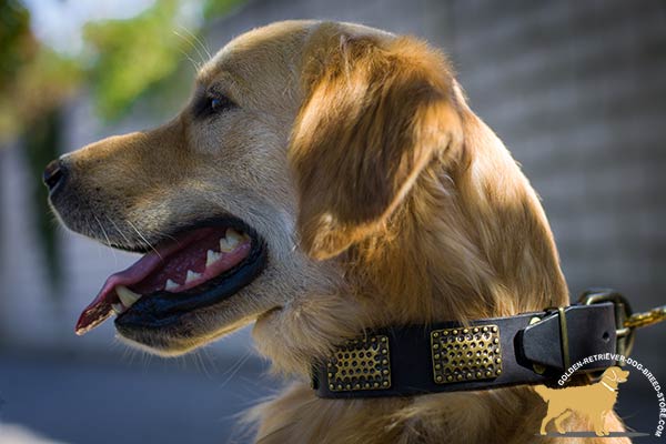 Golden-Retriever leather collar snugly fitted adorned with plates for walking