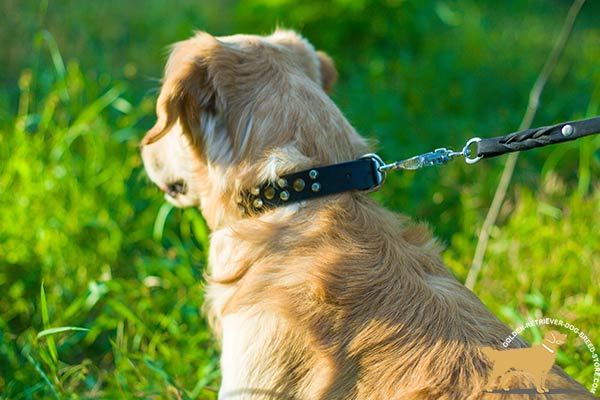 Golden-Retriever black leather collar of high quality decorated with cones for walking