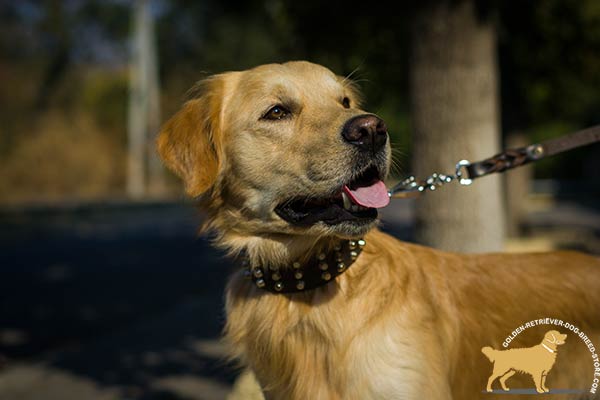 Golden-Retriever leather collar of high quality studded for daily walks