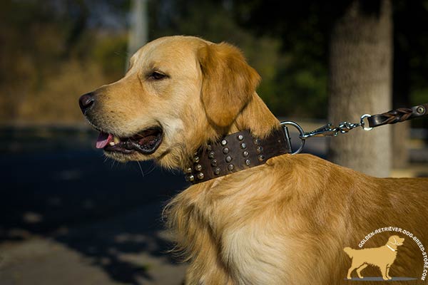 Golden-Retriever leather collar of genuine materials with riveted fittings   for stylish walks