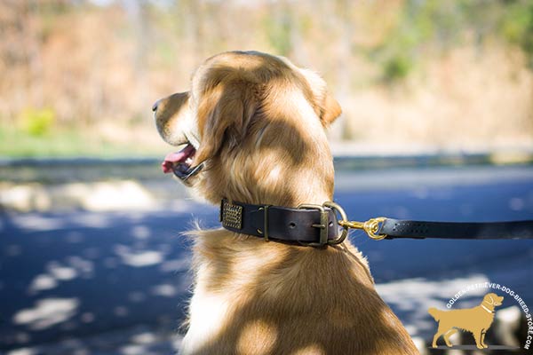 Golden-Retriever leather collar of genuine materials with riveted fittings   for professional use