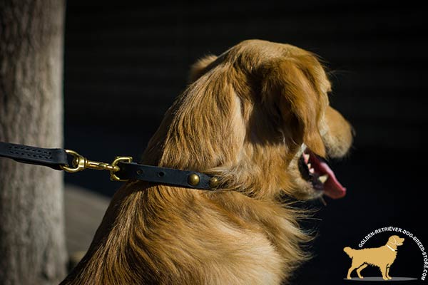 Golden Retriever leather collar with durable hardware for quality control