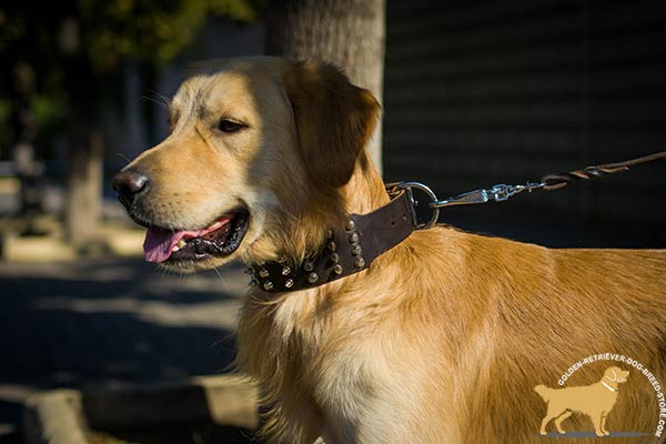 Golden-Retriever leather collar with rust-resistant fittings for stylish walks