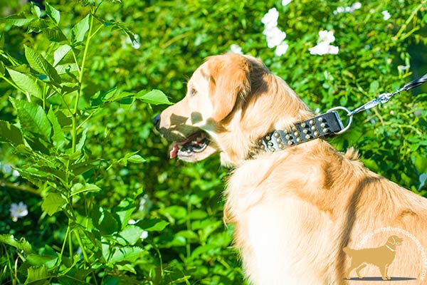 Golden-Retriever leather collar with rust-proof nickel plated hardware for perfect control