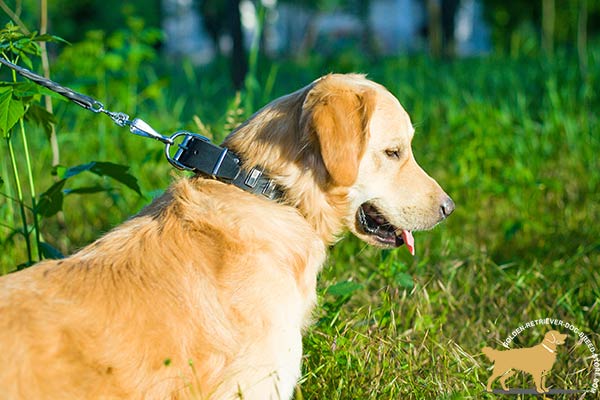 Golden Retriever black leather collar of classy design adorned with plates for daily activity